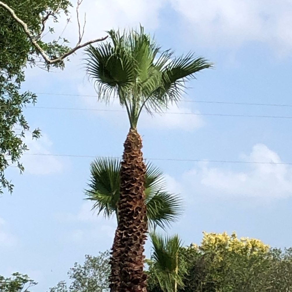 Meet your Posher, Diana